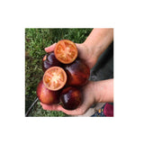 Tomate Dark Tiger Biologique (Semences) Semences Nordiques - La Boite à Grains