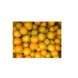 Tomate Galina Biologique (Semences) Semences Nordiques - La Boite à Grains