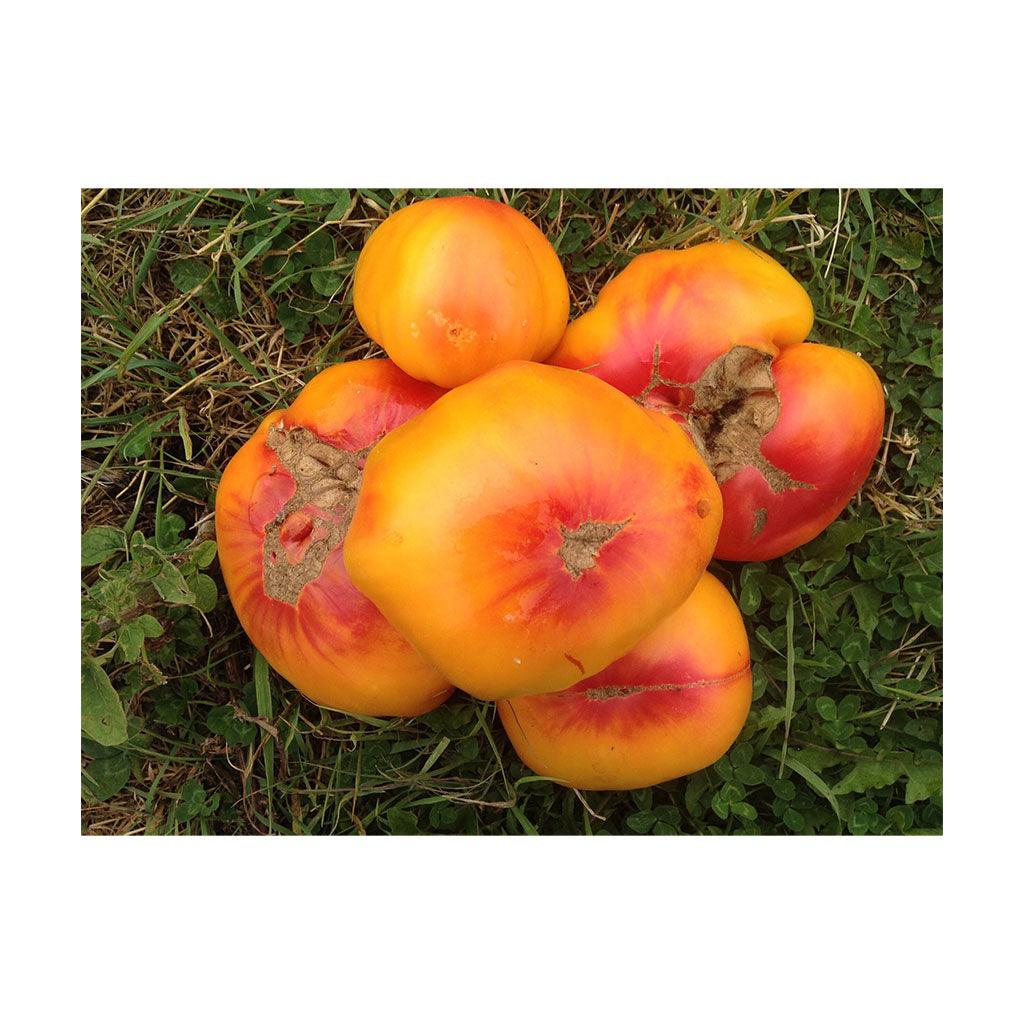 Tomate German Striped Biologique (Semences) Semences Nordiques - La Boite à Grains