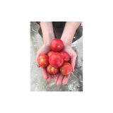Organic Glacier Tomato (Seeds) Nordic Seeds - La Boite à Grains