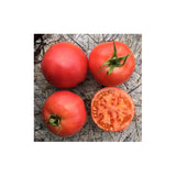 Tomate Rose de Berne Biologique (Semences) Semences Nordiques - La Boite à Grains