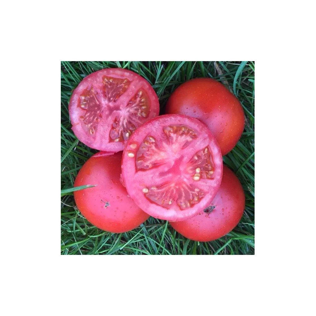 Tomate Rutgers Original Biologique (Semences) Semences Nordiques - La Boite à Grains