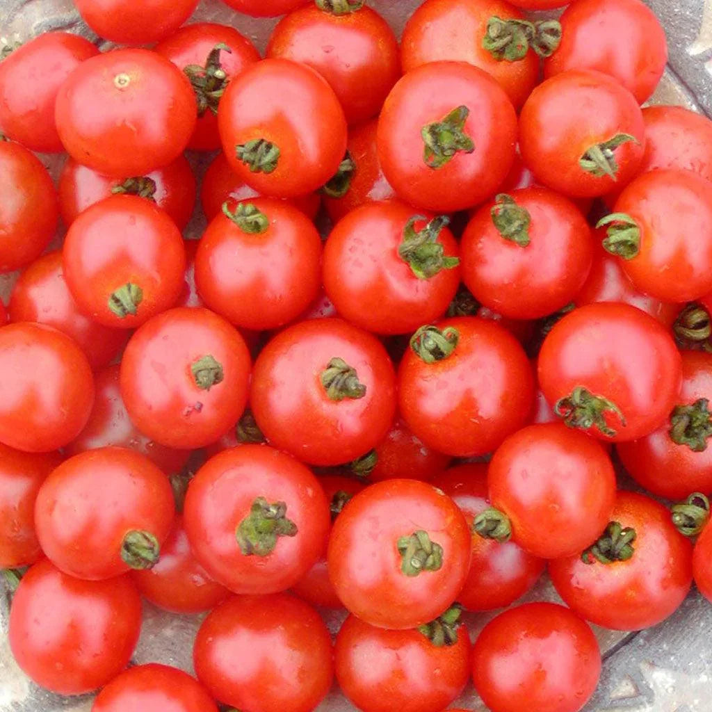 Organic Sub Arctic Tomato Les Jardins de l’Écoumène - La Boite à Grains