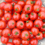 Organic Sub Arctic Tomato Les Jardins de l’Écoumène - La Boite à Grains