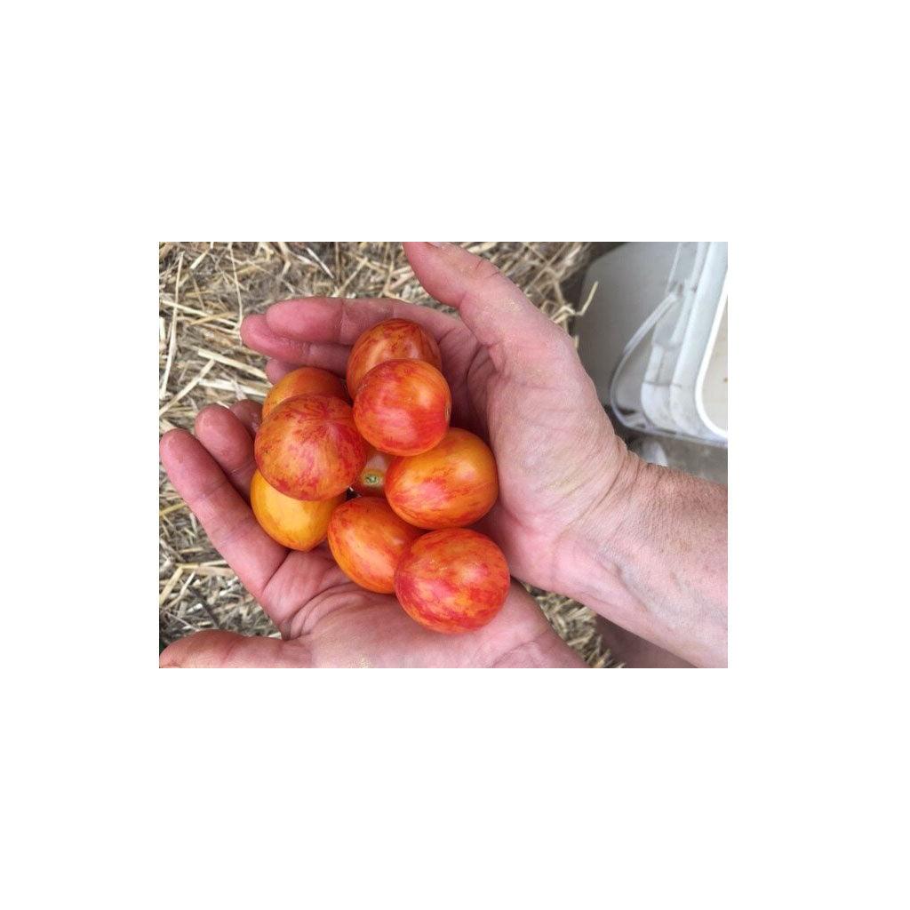 Tomate Sunrise Bumblebee Biologique (Semences) Semences Nordiques - La Boite à Grains