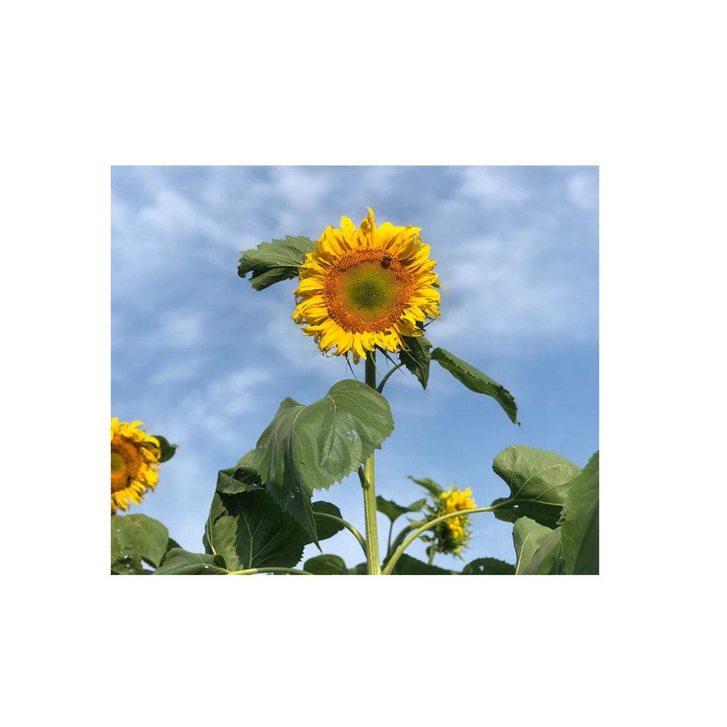 Tournesol Giant Mammoth Biologique (Semences) Semences Nordiques - La Boite à Grains