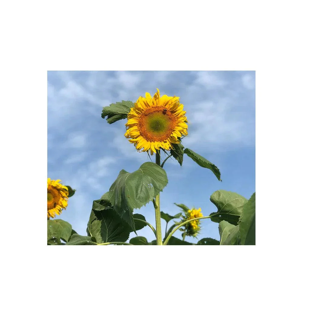 Giant Mammoth Organic Sunflower (Seeds) Nordic Seeds - La Boite à Grains