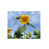 Tournesol Giant Mammoth Biologique (Semences) Semences Nordiques - La Boite à Grains