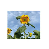 Giant Mammoth Organic Sunflower (Seeds) Nordic Seeds - La Boite à Grains