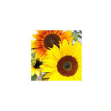 Tournesols d'Ornement en Mélange Biologique Les Jardins de l'Écoumène - La Boite à Grains