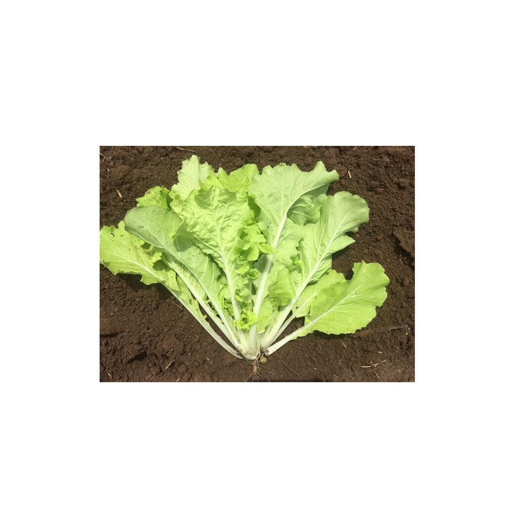 Greens Tokyo Bekana Organic (Seeds) Nordic Seeds - La Boite à Grains