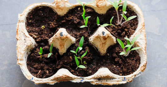 Alimentez votre bien-être : Les semences et germinations - La Boite à Grains