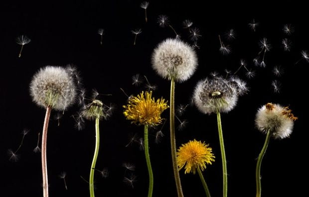 Allergies respiratoires et produits naturels - La Boite à Grains