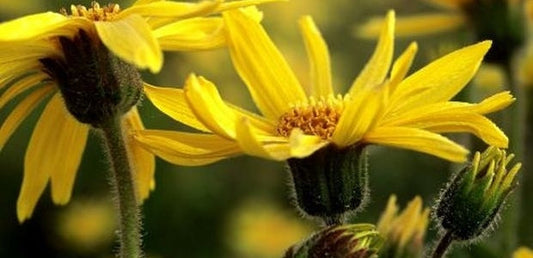 Arnica montana : ses bienfaits contre les inflammations - La Boite à Grains