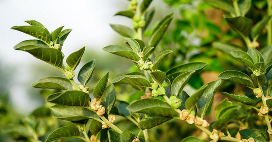 Ashwagandha, tout savoir sur cet adaptogène ultime - La Boite à Grains