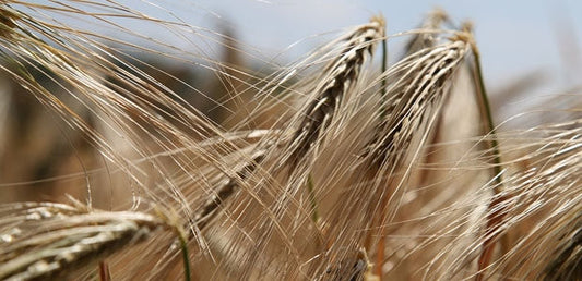 Avec ou sans gluten ? - La Boite à Grains