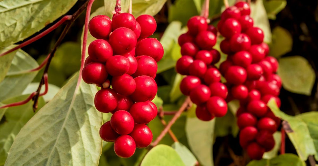 baies de schisandra - La Boite à Grains