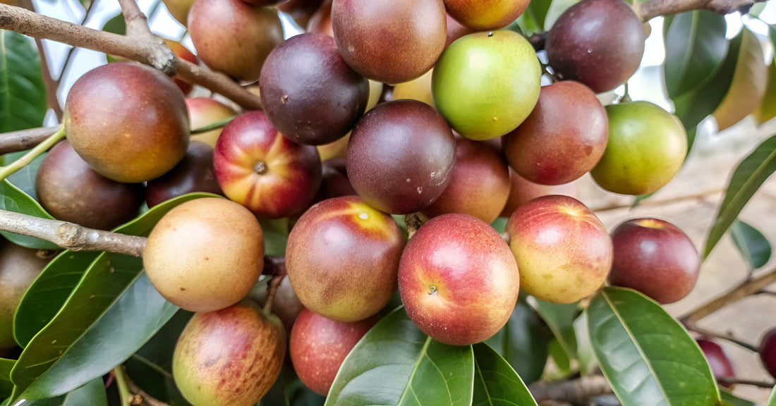 camu-camu un fruit aux multiples bienfaits - La Boite à Grains