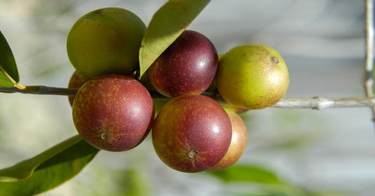 camu-camu - La Boite à Grains