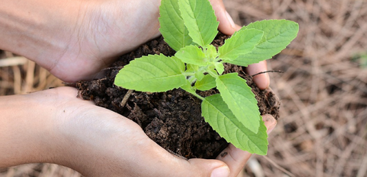 Capsule Santé 104.7 FM : Les Plantes Fonctionnelles - La Boite à Grains