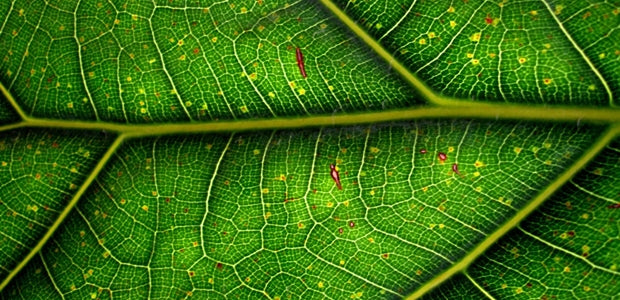 Chlorophylle verte pour globules rouges - La Boite à Grains
