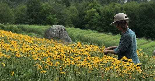 clef des champs le meilleur des plantes médicinales - La Boite à Grains