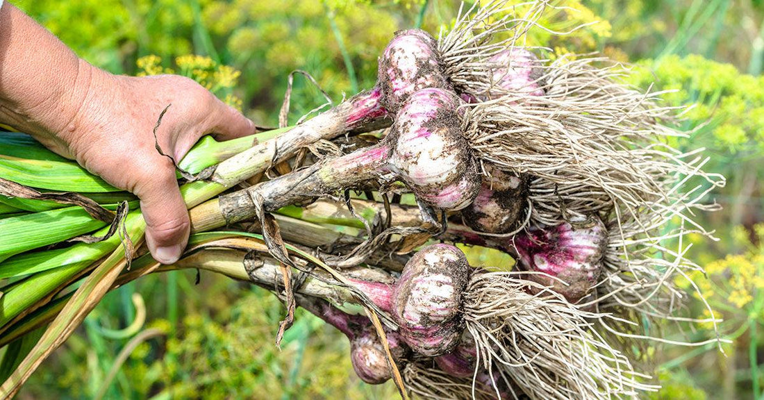 Comment faire pousser de l'ail au Québec - La Boite à Grains