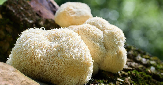 lion's mane - La Boite à Grains