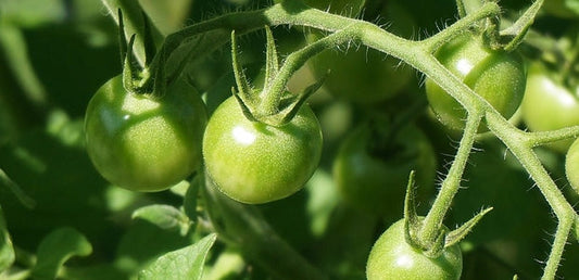 Gâteau aux tomates vertes - La Boite à Grains