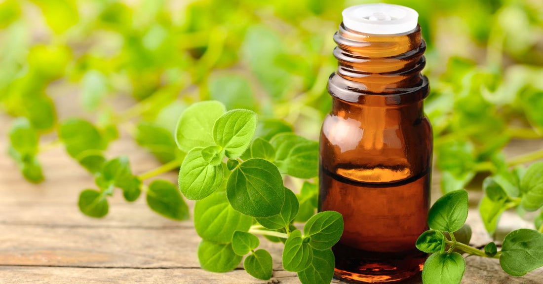 huile d'origan - La Boite à Grains