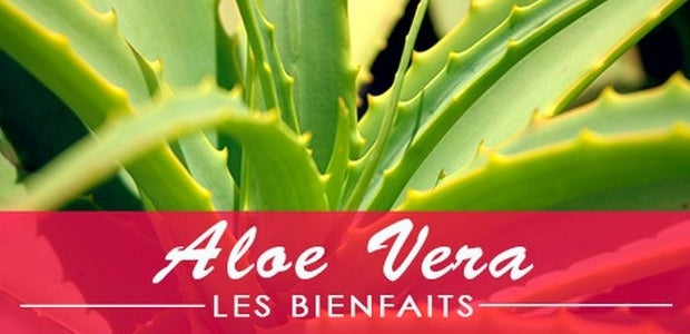 L’Aloe Vera : ses bienfaits - La Boite à Grains