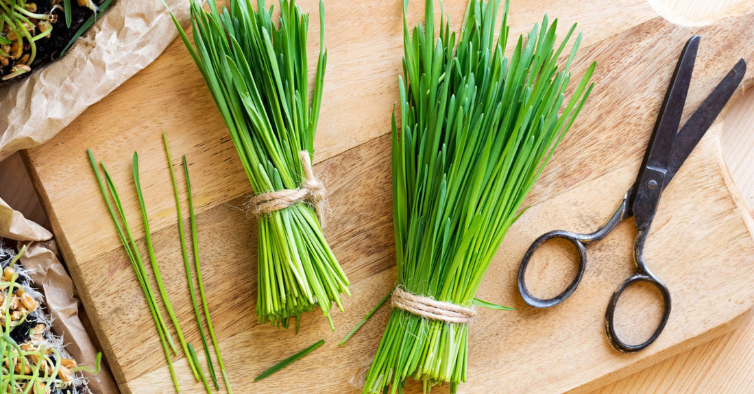 L’herbe de Blé : ses Bienfaits pour la Santé - La Boite à Grains