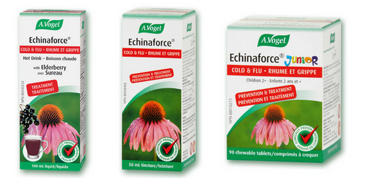 La Boite Santé : Echinaforce pour une immunité forte - La Boite à Grains