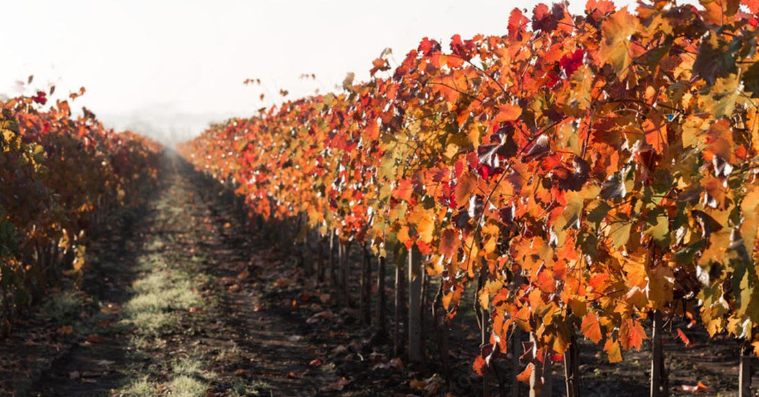 La Vigne Rouge pour une meilleure Circulation Sanguine - La Boite à Grains