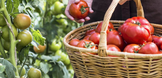 Le Garde-Manger Santé : La Différence du Bio - La Boite à Grains