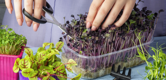 Le Garde-Manger Santé : Micropousses et Semences Biologiques - La Boite à Grains