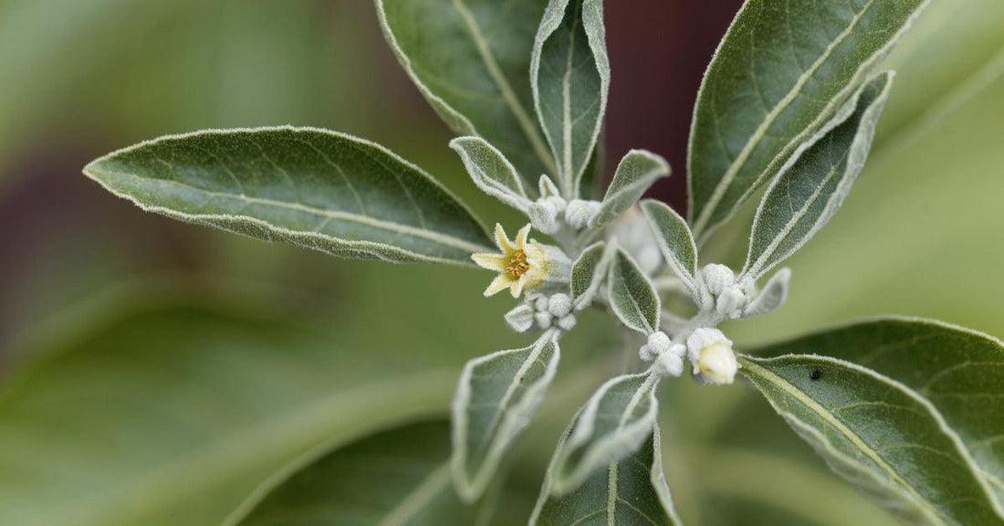 Le pouvoir des plantes fermentées pour réduire le stress - La Boite à Grains