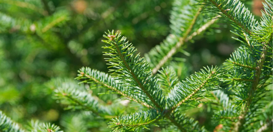 Le Top 5 des Bienfaits du Sapin Baumier - La Boite à Grains