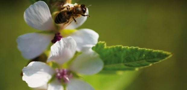 Les abeilles : leur rôle - La Boite à Grains