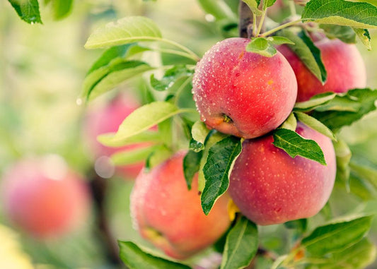 Pomme - La Boite à Grains