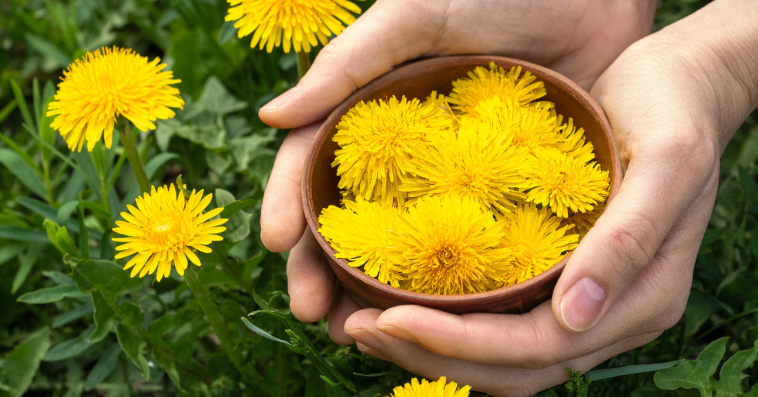 racine de pissenlit Natural Factors - La Boite à Grains