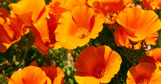 pavot de Californie - La Boite à Grains