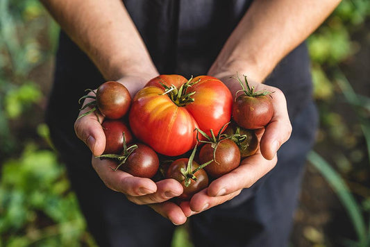 Tomate - La Boite à Grains