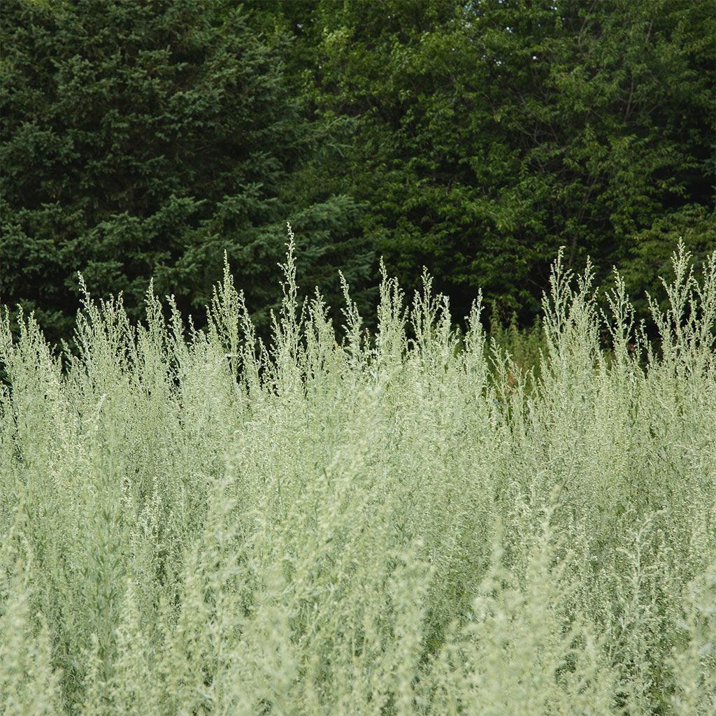 Absinthe Grande Organic Les Jardins de l’Écoumène