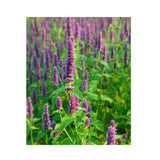 Agastache Biologique (Semences) Semences Nordiques - La Boite à Grains