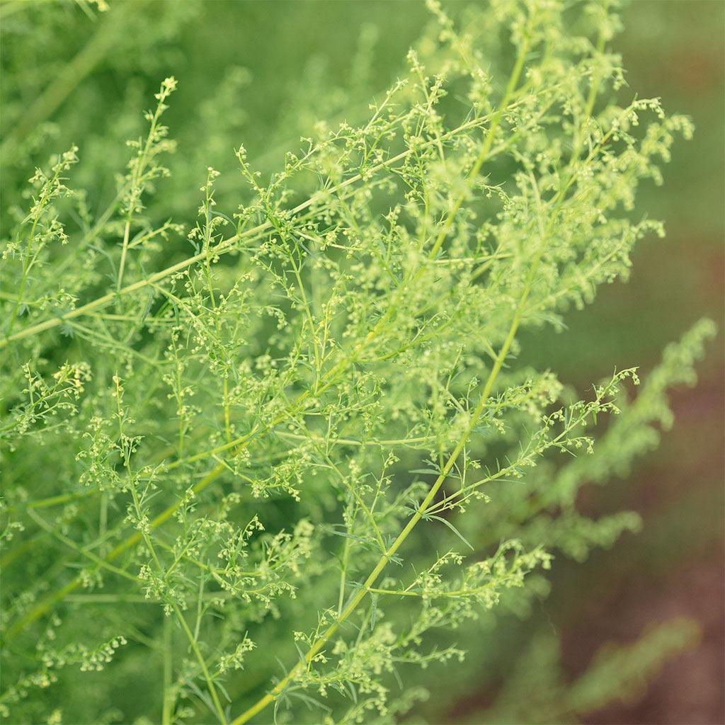 Armoise Annuelle Biologique Les Jardins de l'Écoumène