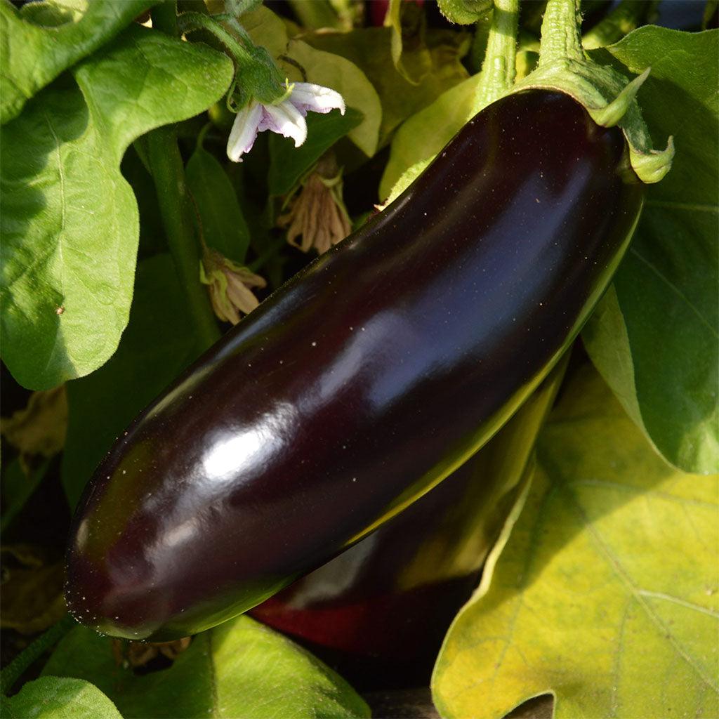 Aubergine Diamond Biologique Les Jardins de l'Écoumène - La Boite à Grains