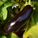 Aubergine Diamond Biologique Les Jardins de l'Écoumène - La Boite à Grains