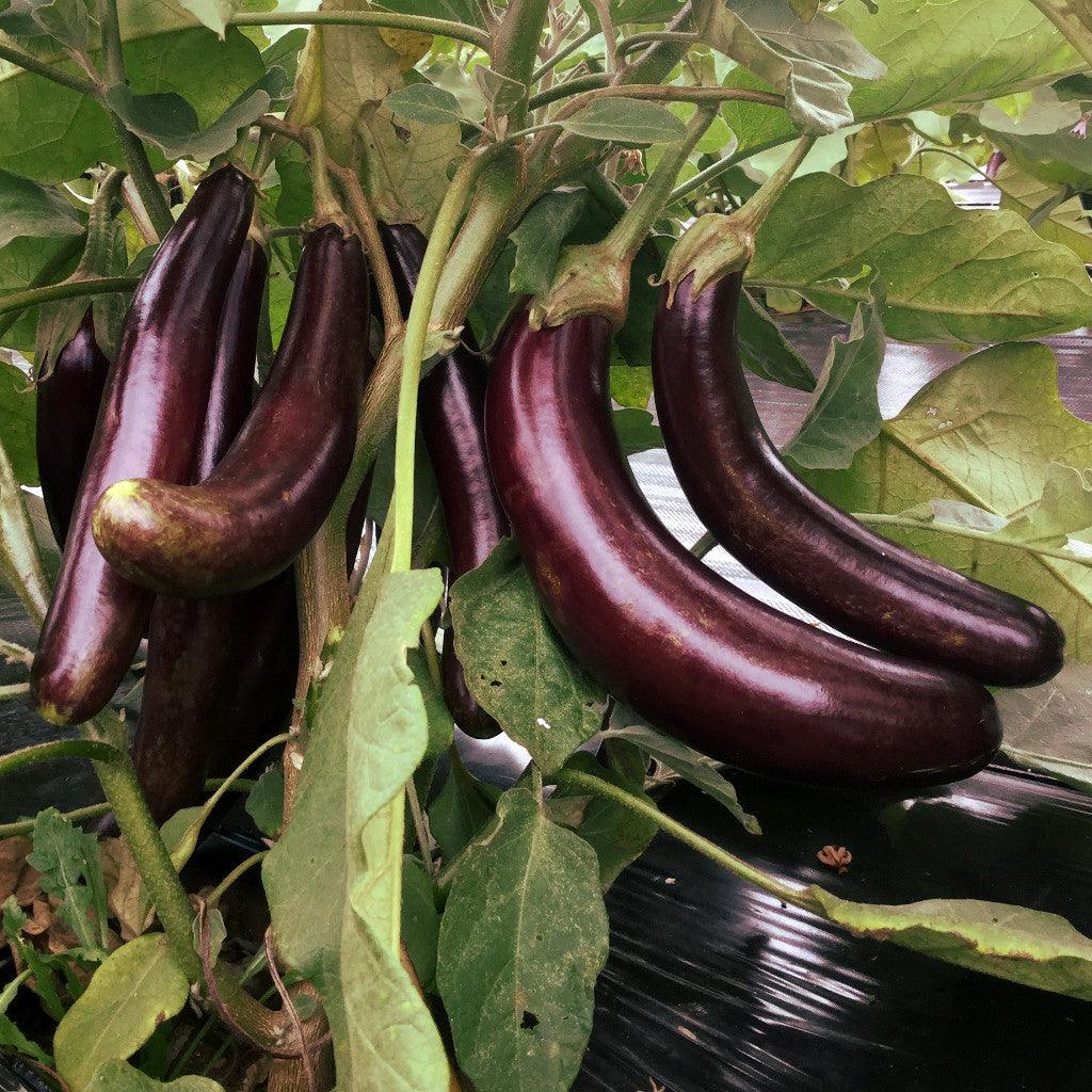 Aubergine Little Finger Biologique Les Jardins de l'Écoumène - La Boite à Grains