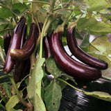 Aubergine Little Finger Biologique Les Jardins de l'Écoumène - La Boite à Grains